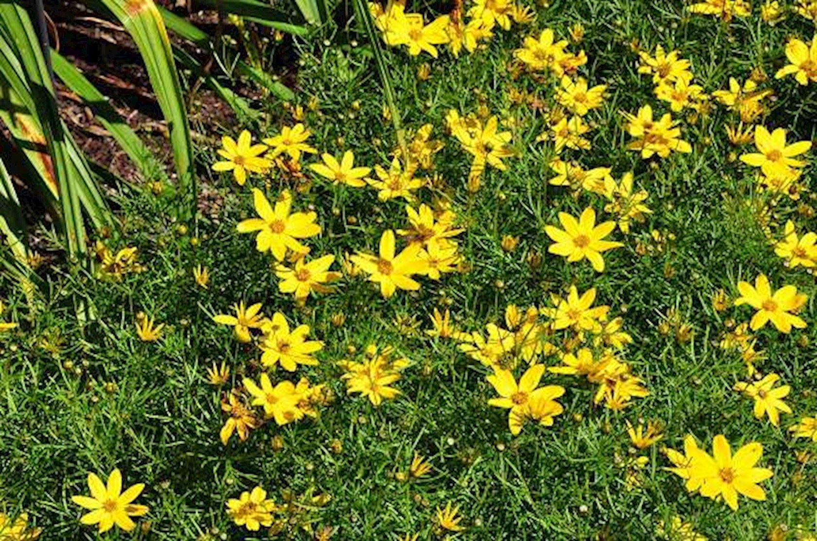 Coreopsis Verticillata Zagreb Meisjesogen Hermie Alles Voor