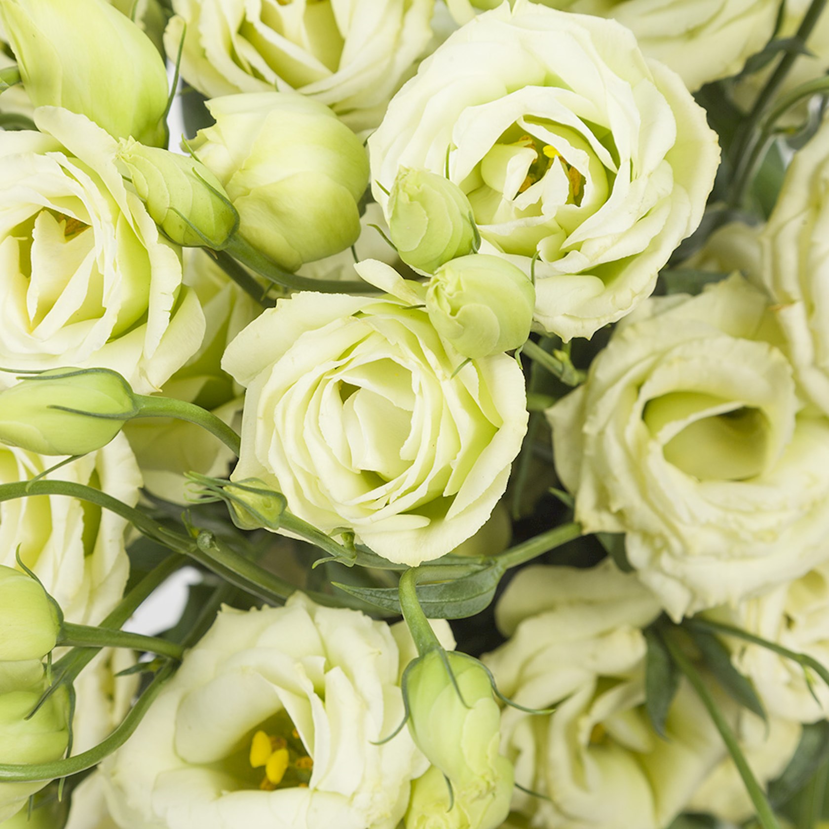 Boeket Lisianthus hoogte 60cm Alles voor uw huis