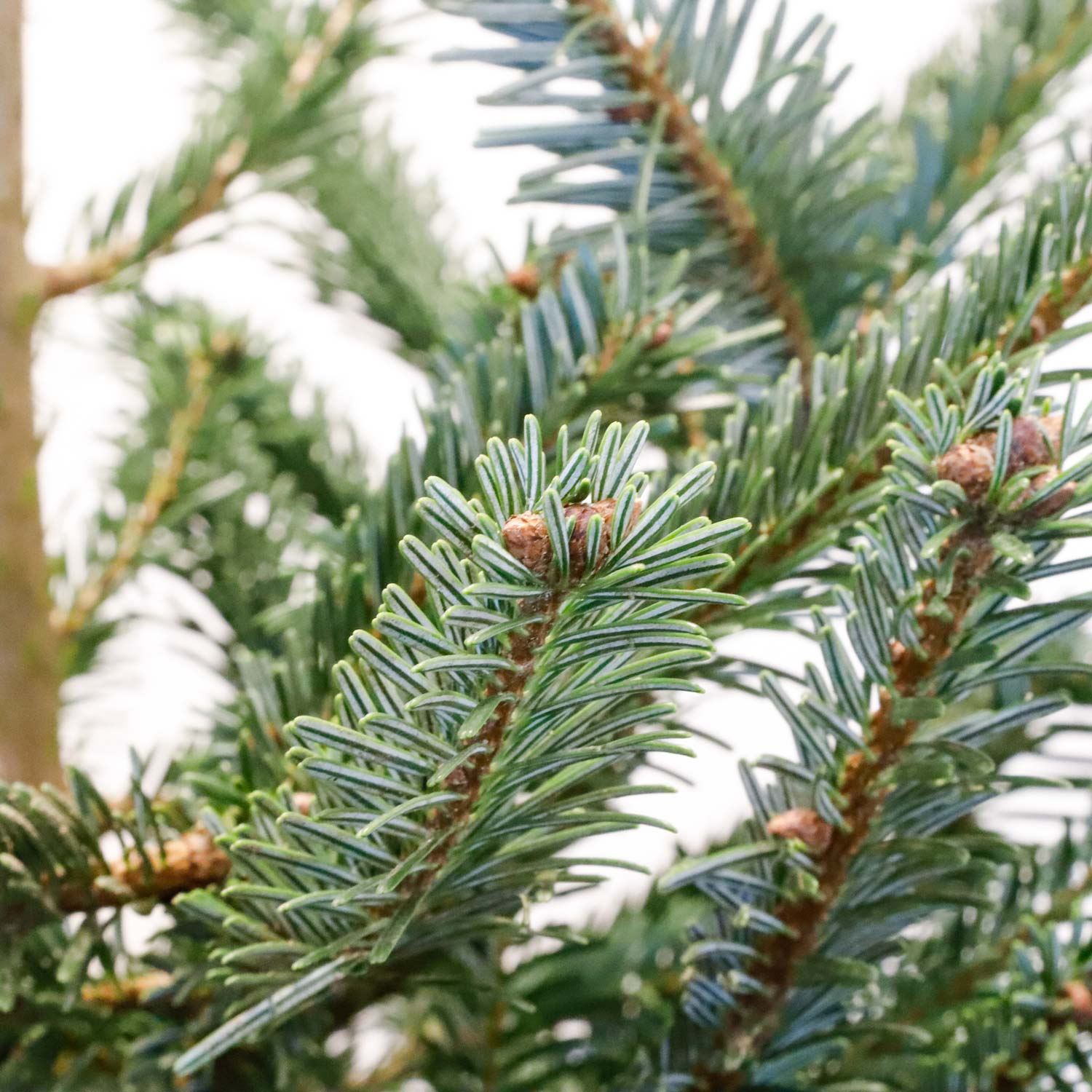 Echte levende kerstboom Nordmann 150175 cm gezaagd AAkwaliteit