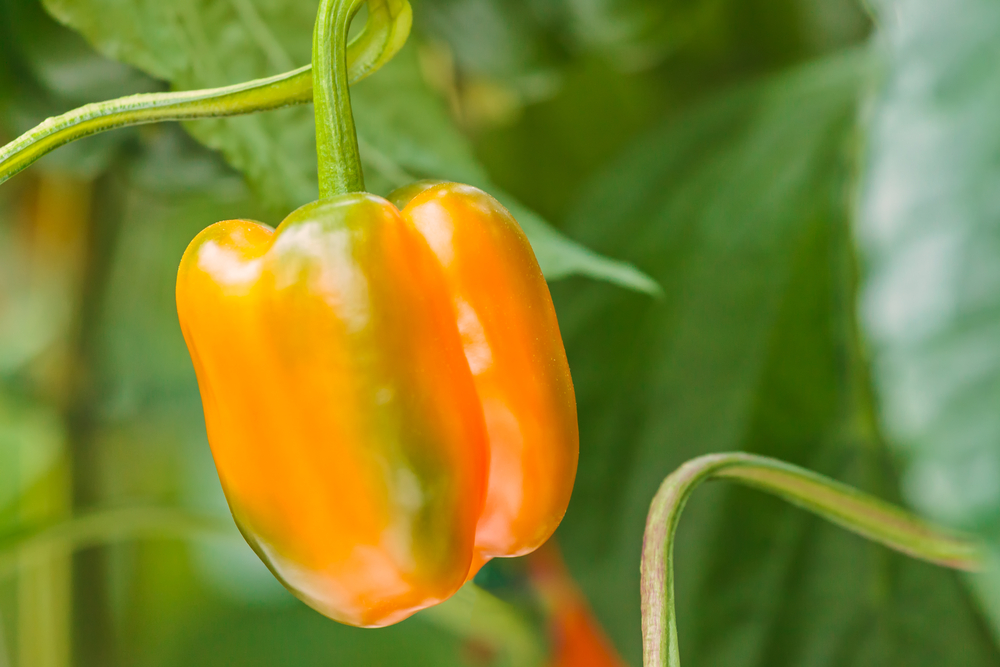 Oranje paprika Alles voor uw huis & tuin online!
