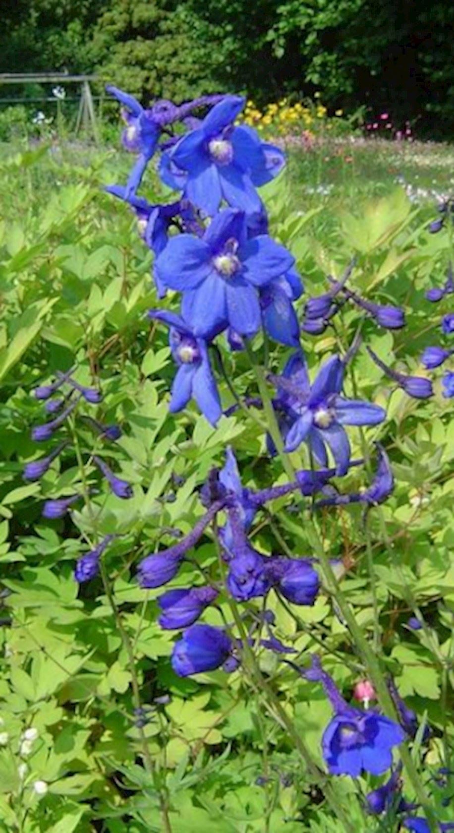 Delphinium &lsquo;Bellamosum&rsquo; - Ridderspoor - Hermie.com - Alles voor uw huis