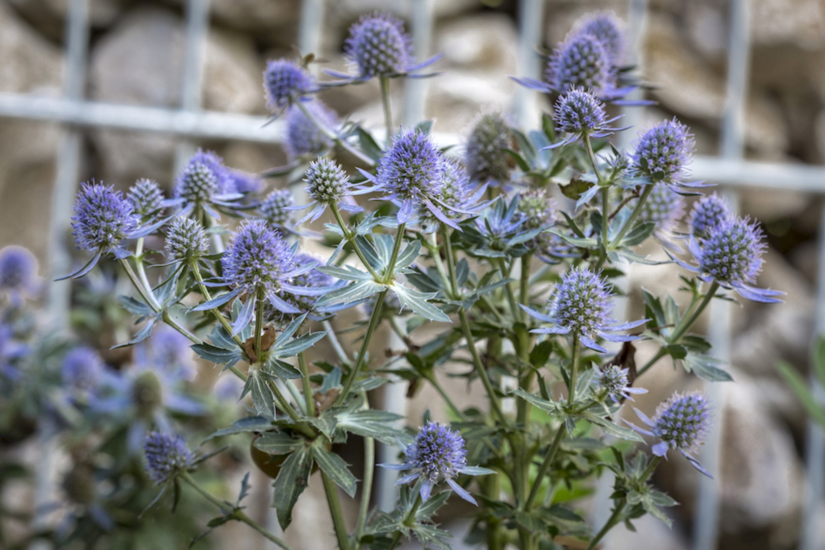 Eryngium alpinum Blauwe distel Alles voor uw huis