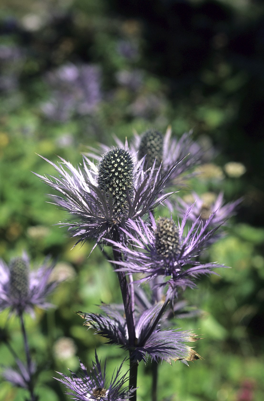 Eryngium alpinum Blauwe distel Alles voor uw huis