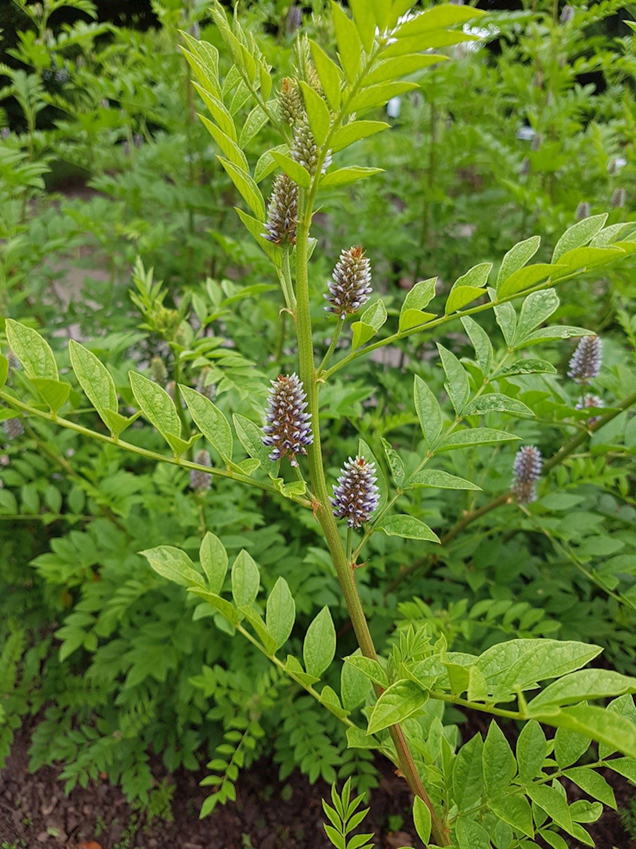 Glycyrrhiza glabra Zoethout Alles voor uw
