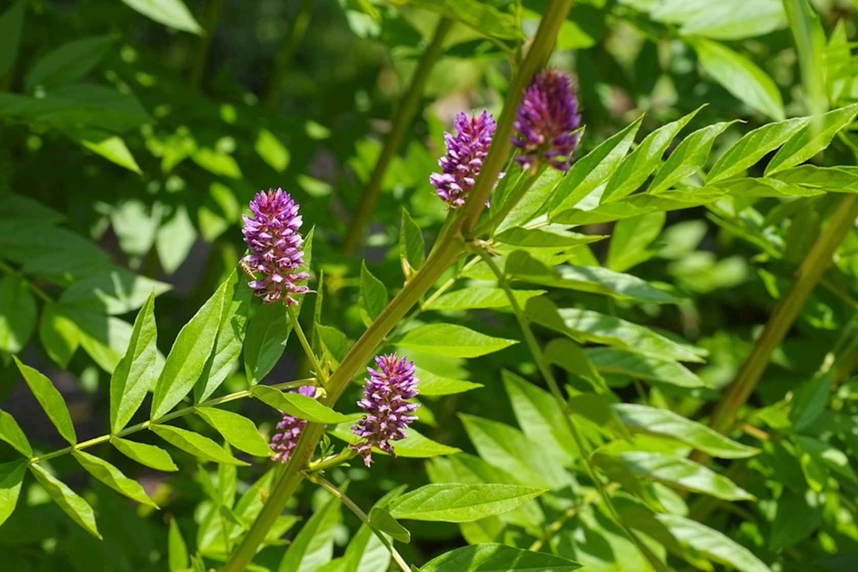 Glycyrrhiza glabra plant information