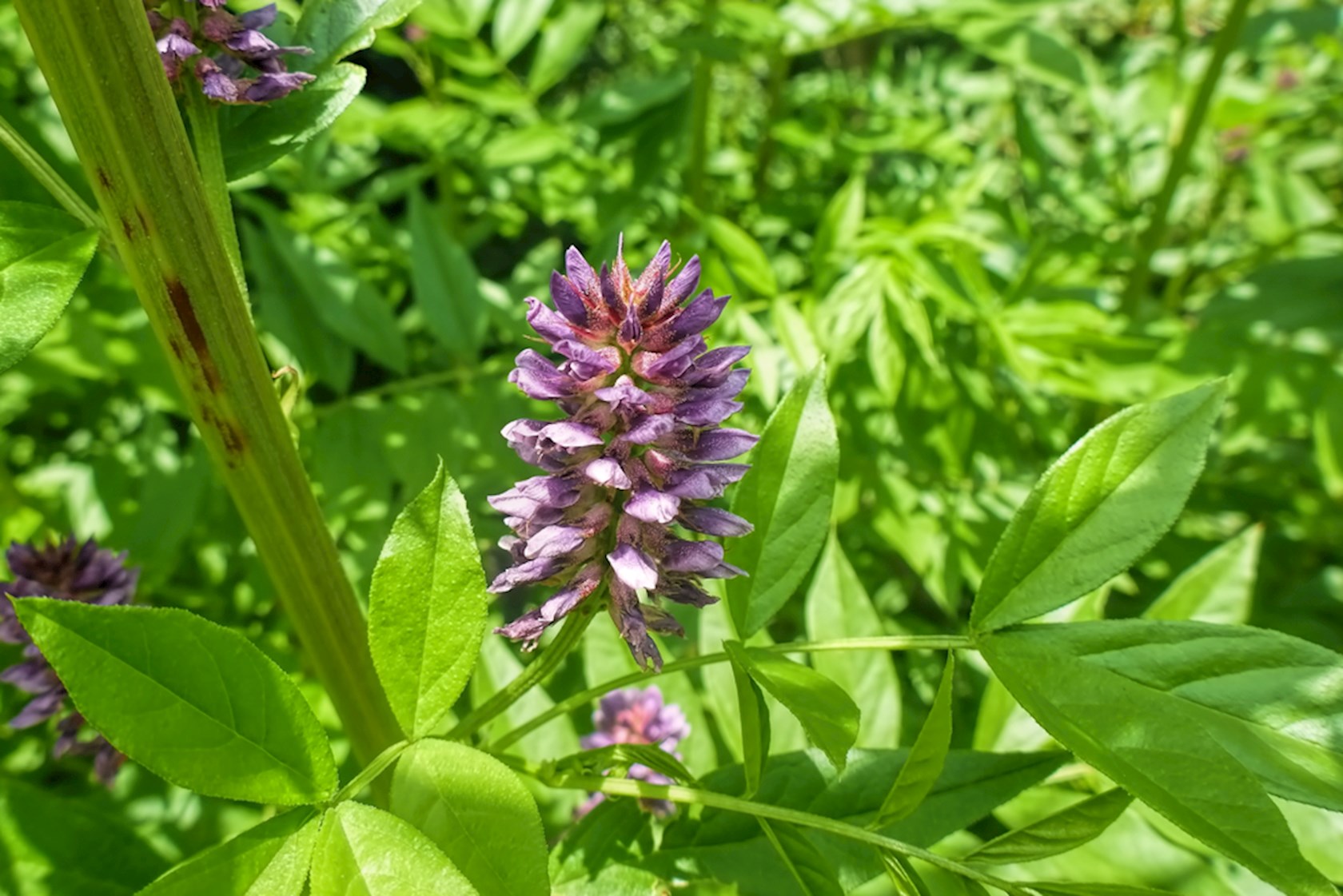 Glycyrrhiza glabra Zoethout Alles voor uw