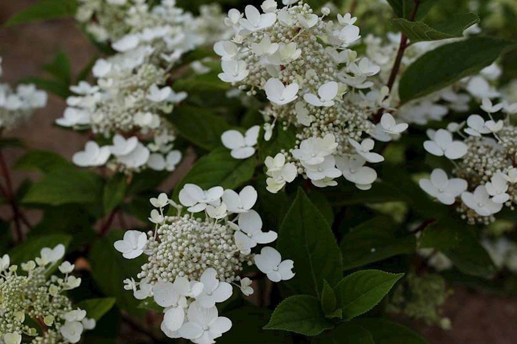 Hydrangea paniculata ‘Wims Red’ - Pluimhortensia - Hermie.com - Alles
