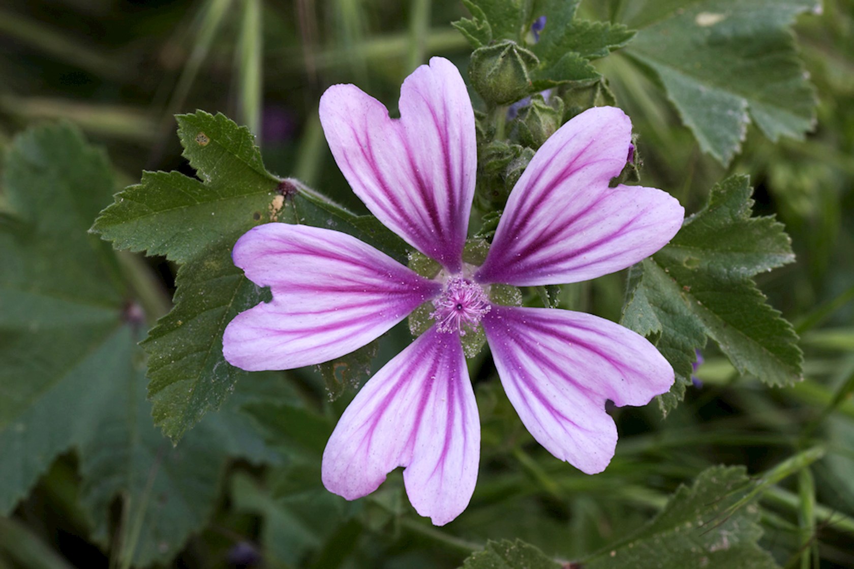 Malva sylvestris - Groot kaasjeskruid - Hermie.com - Alles voor uw huis ...