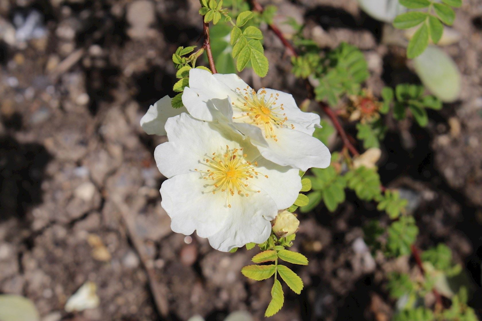 Rosa Sericea F. Pteracantha - Botanische Roos - Hermie.com - Alles Voor ...