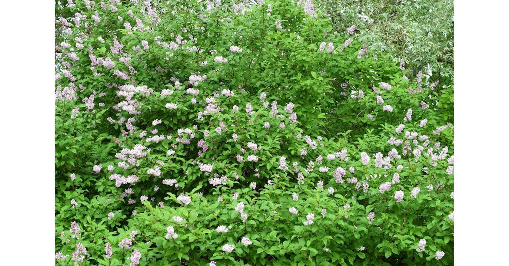 Сирень венгерская syringa josikaea фото