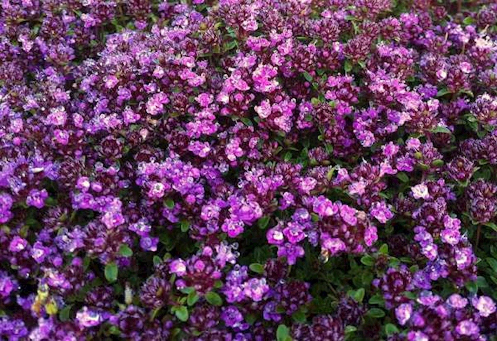 Thymus praecox 'Coccineus' Kruiptijm Alles voor uw