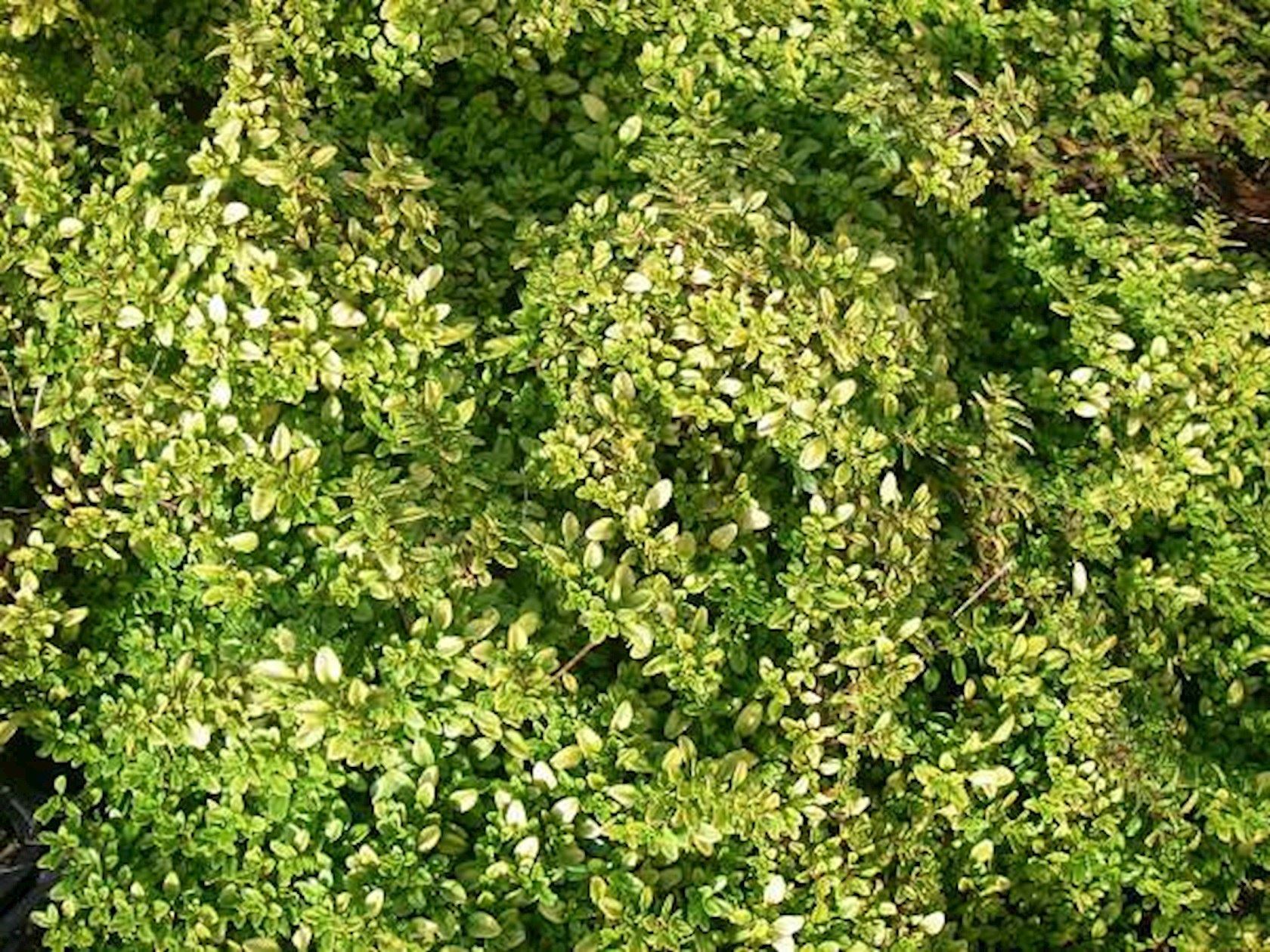 Thymus x citriodorus 'Bertram Anderson' Citroentijm Alles voor uw huis & tuin