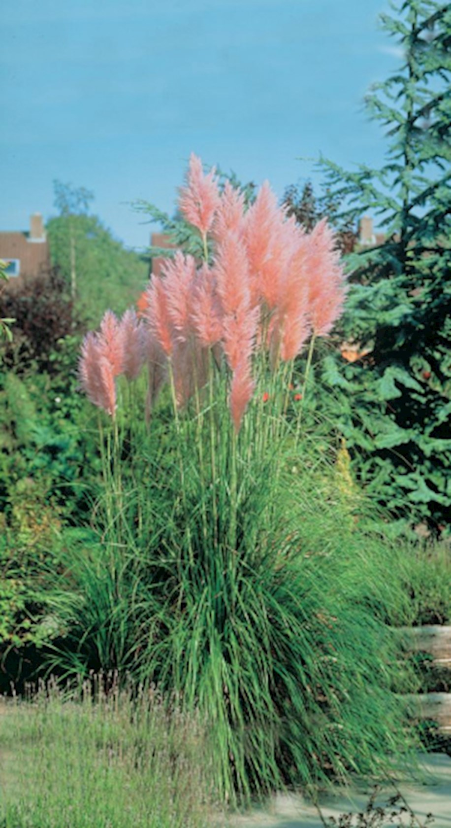 Cortaderia selloana 'Rosea' Roze pampasgras Alles voor