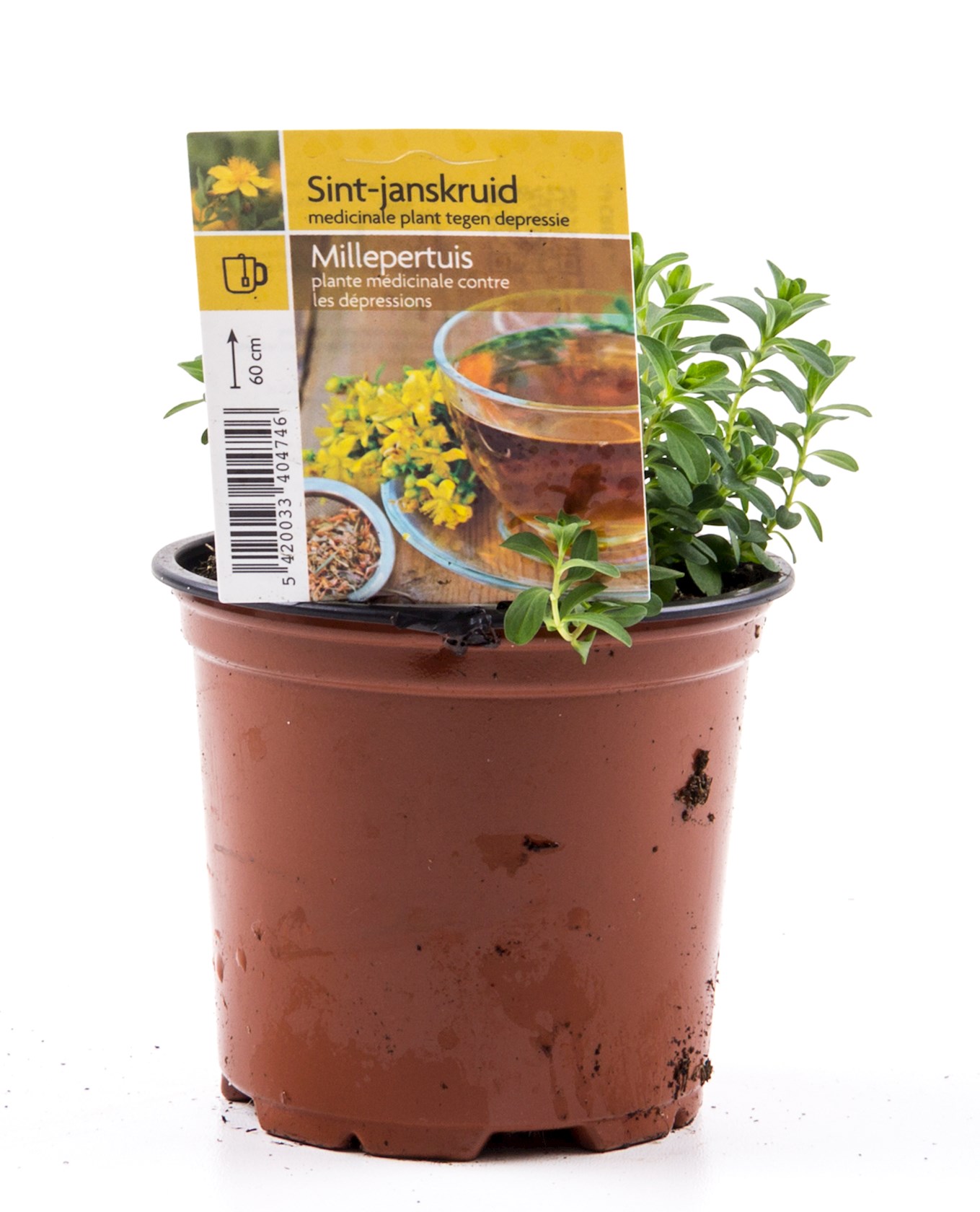 Sint-Janskruid - Hermie.com - Alles voor uw huis & tuin online!