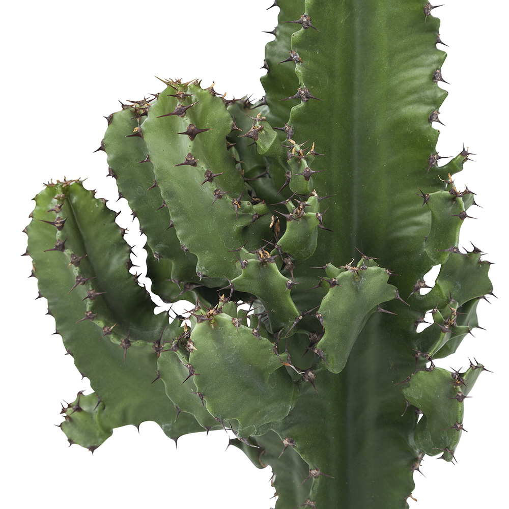 Woestijncactus Euphorbia  cactus  70cm hoog Hermie com 