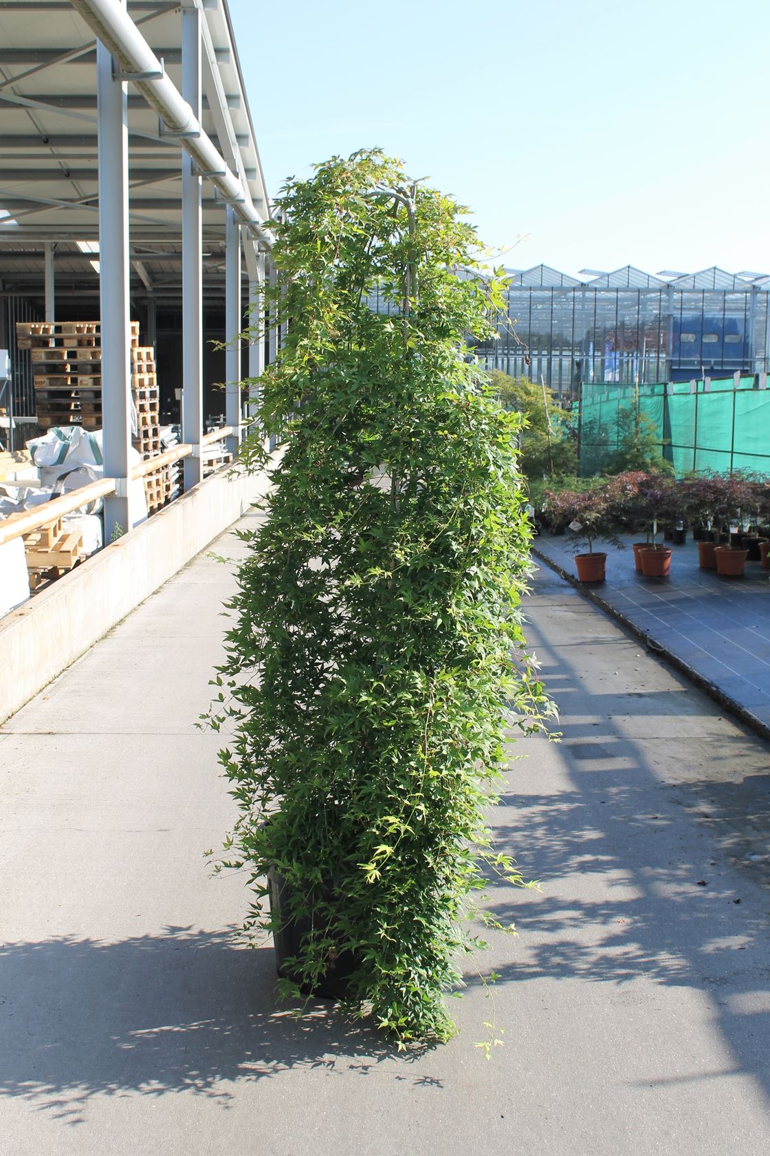 Acer palmatum 'Ryûsen' - pot 70L - 175-200 cm