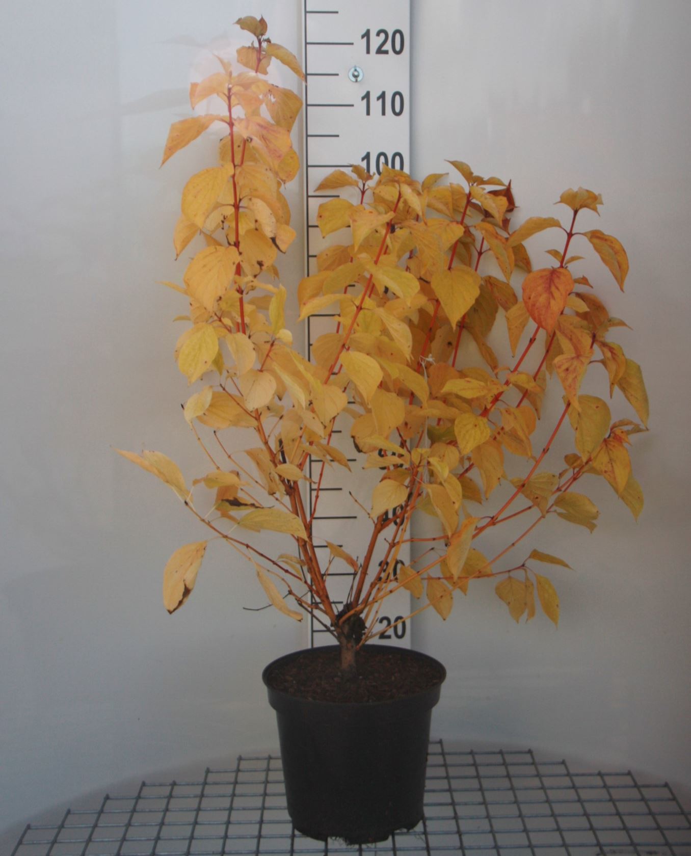Cornus sanguinea 'Magic Flame' - pot 10L - 50-60 cm