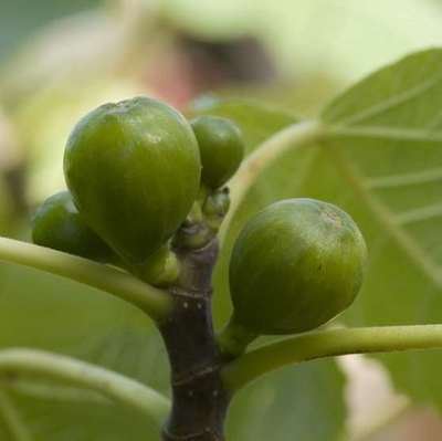 Ficus carica - pot 70L - halfstam boom - stamomtrek 14-16 cm