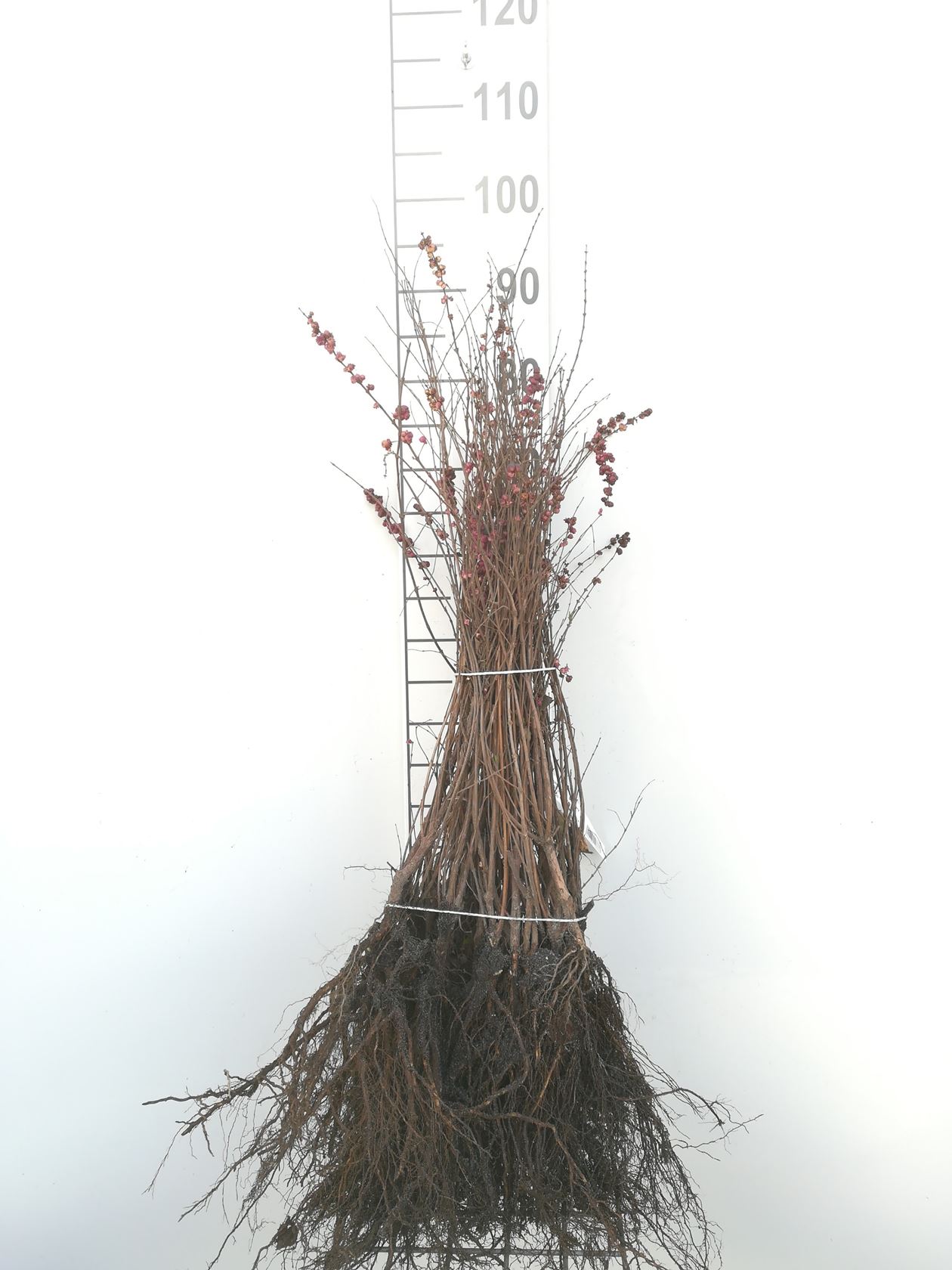 Symphoricarpos x doorenbosii 'Magic Berry' - blote wortel - 40-60 cm