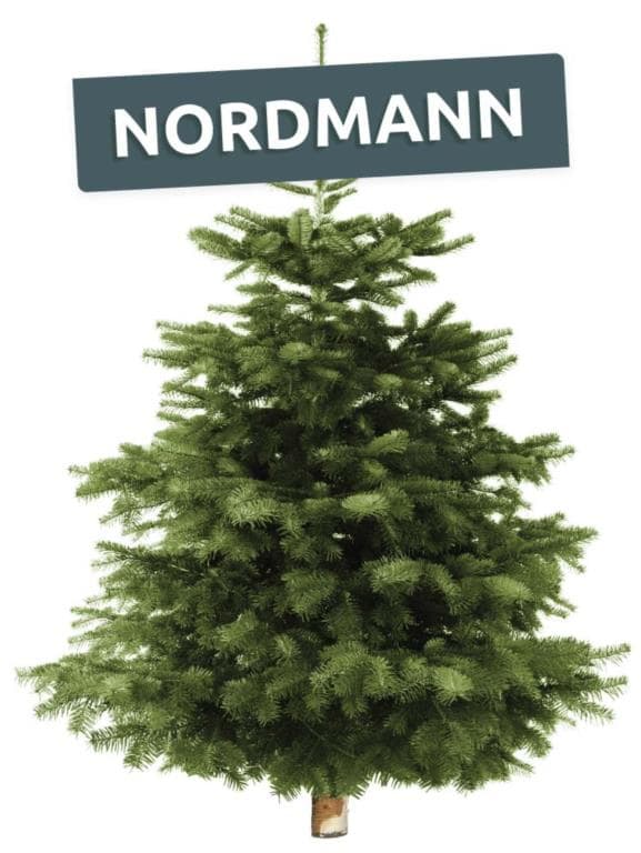 Ademen militie Pickering Echte, levende Nordmann kerstboom online kopen bij Hermie! - Hermie.com -  Alles voor uw huis & tuin online!